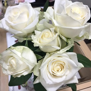 今週の薔薇  アバランチェ